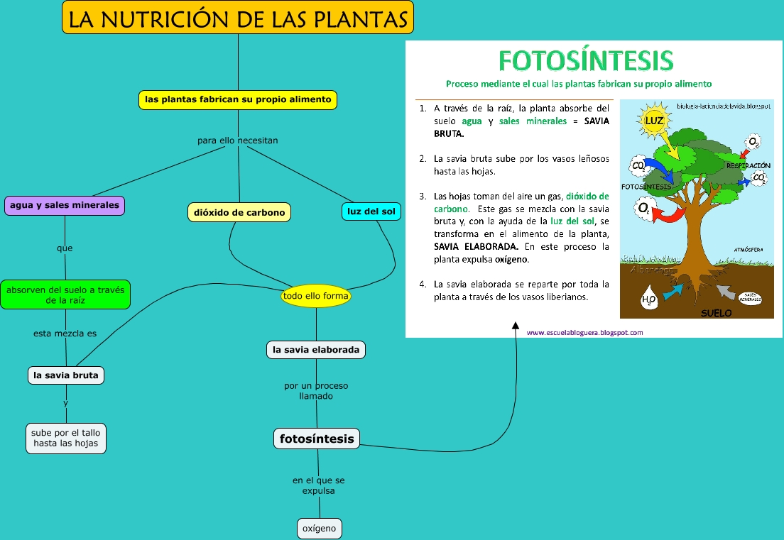 La Nutrición De Las Plantas